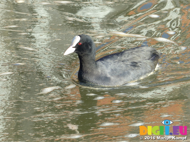 FZ025336 Coot (Fulica atra)